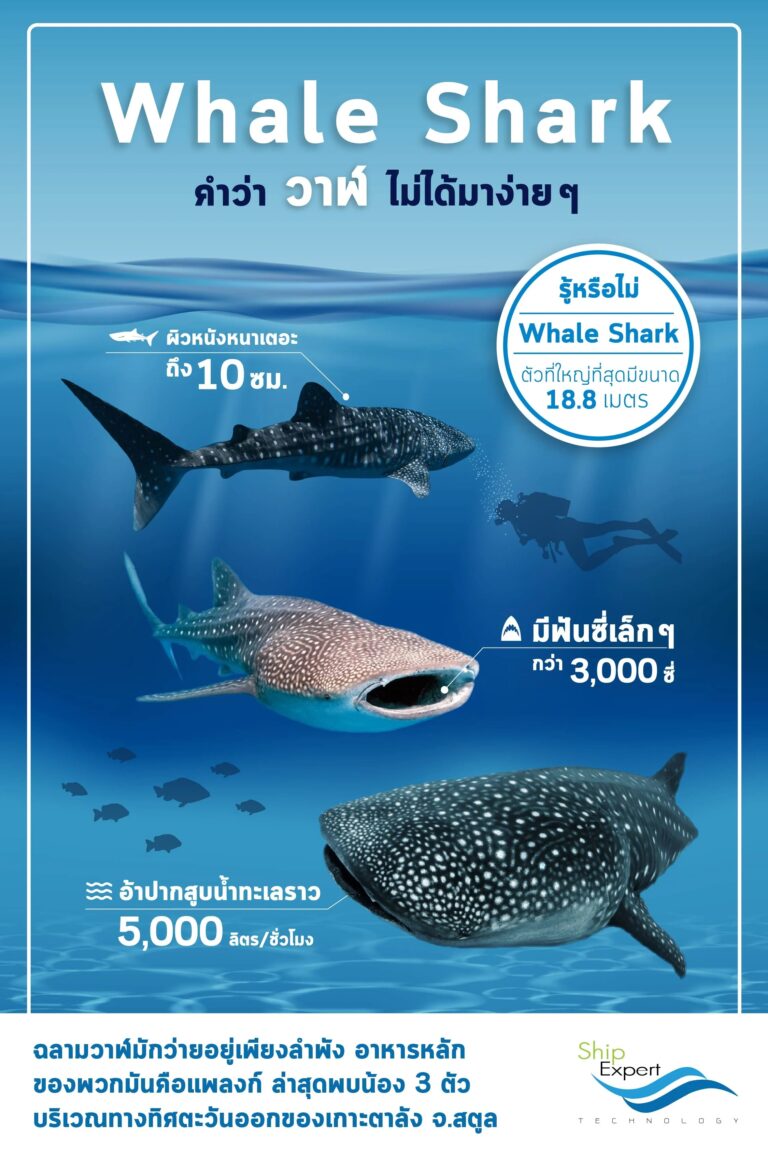ฉลามวาฬ (Whale Shark) ฉลามผู้รักสงบ พี่ใหญ่ใจดีตัวจริงแห่งโลกใต้สมุทร