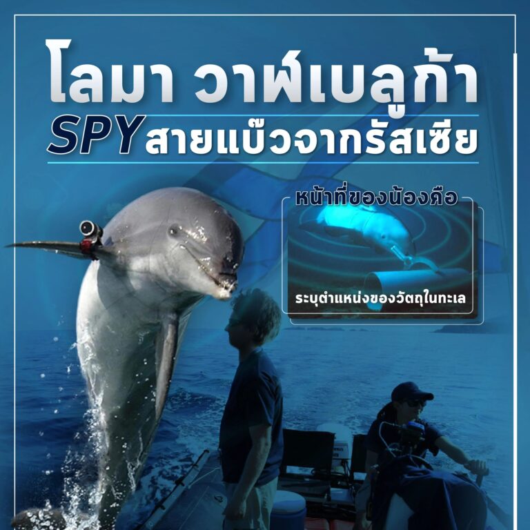 โลมา วาฬเบลูก้า สปายสายแบ๊วจากรัสเซีย ชาวประมงนอร์เวย์เห็นวาฬเบลูก้าติดกล้อง พร้อมลงชื่อเจ้าของว่ามาจากเซนต์ปีเตอร์สเบิร์กในรัสเซีย เรื่องการฝึกสัตว์เพื่อใช้ในทางทหารมีมาตั้งแต่ยุคสงครามเย็น