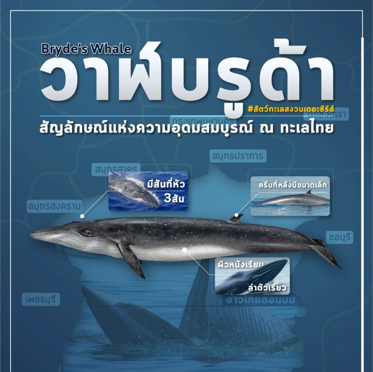 'วาฬบรูด้า' สัญลักษณ์ความอุดมสมบูรณ์ท้องทะเลไทย