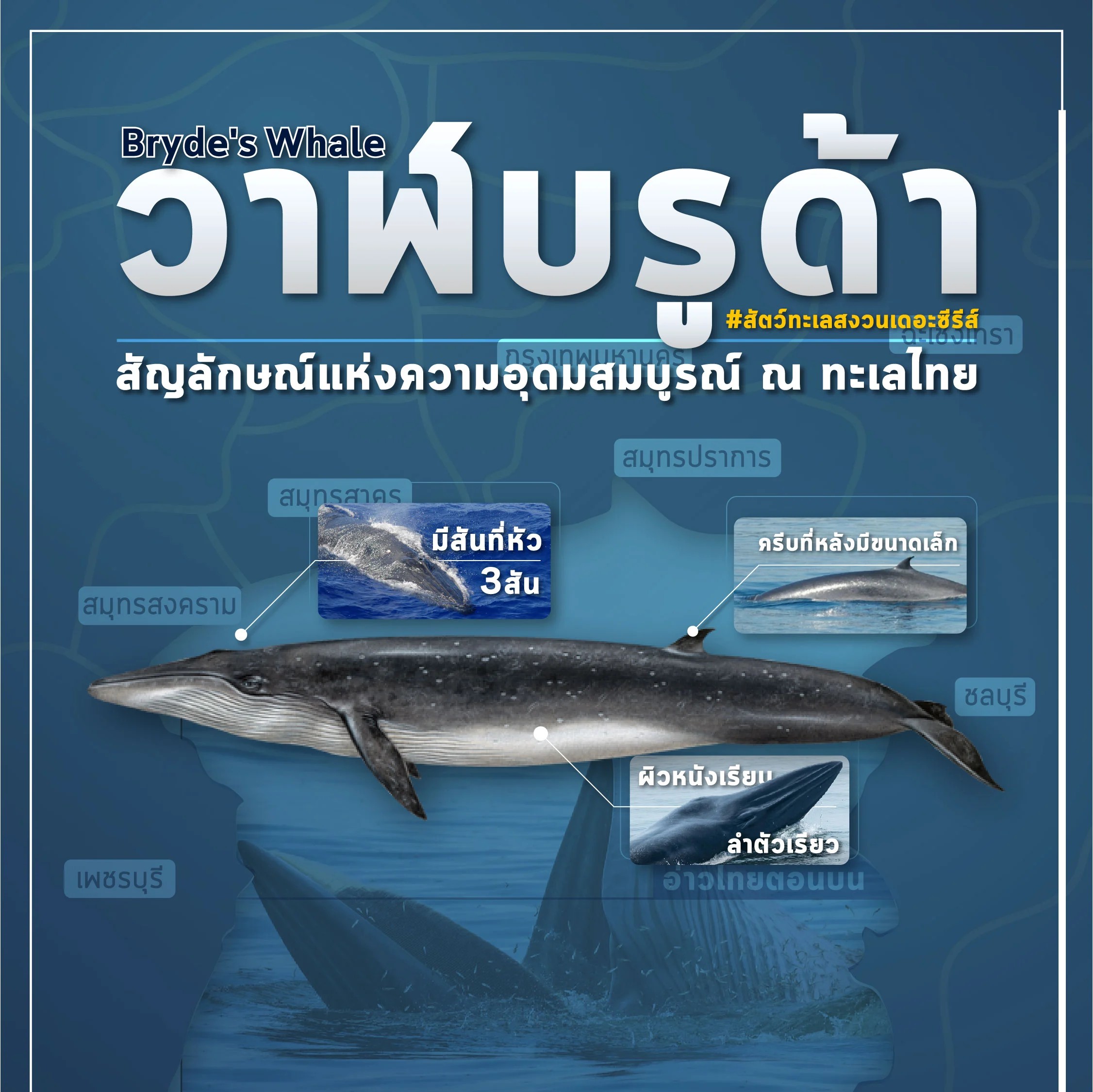 'วาฬบรูด้า' สัญลักษณ์ความอุดมสมบูรณ์ท้องทะเลไทย