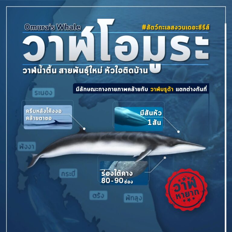วาฬโอมูระ วาฬน้ำตื้นสายพันธ์ใหม่หัวใจติดบ้าน วาฬโอมูระถือเป็นสัตว์ชนิดใหม่ แต่ก่อนพวกมันถูกจัดรวมกับวาฬบรูด้า จนเมื่อนักวิจัยชาวญี่ปุ่นได้แยกพวกมันออกมา โดยมีลักษณะเด่นคือมีสันที่หัวเพียง 1 สันเท่านั้น