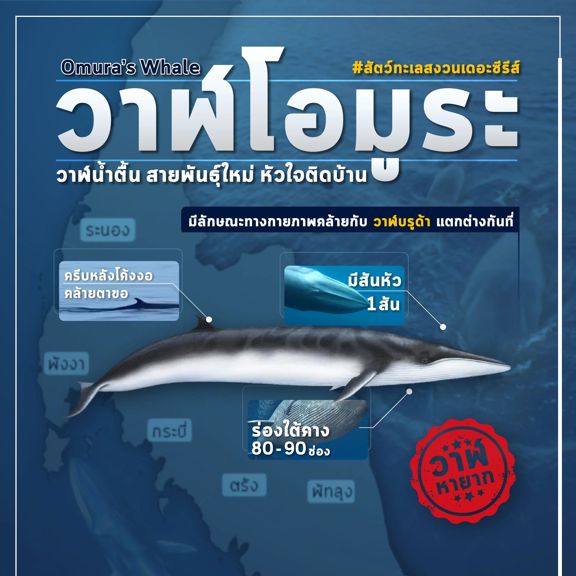 วาฬโอมูระ วาฬน้ำตื้นสายพันธ์ใหม่หัวใจติดบ้าน วาฬโอมูระถือเป็นสัตว์ชนิดใหม่ แต่ก่อนพวกมันถูกจัดรวมกับวาฬบรูด้า จนเมื่อนักวิจัยชาวญี่ปุ่นได้แยกพวกมันออกมา โดยมีลักษณะเด่นคือมีสันที่หัวเพียง 1 สันเท่านั้น