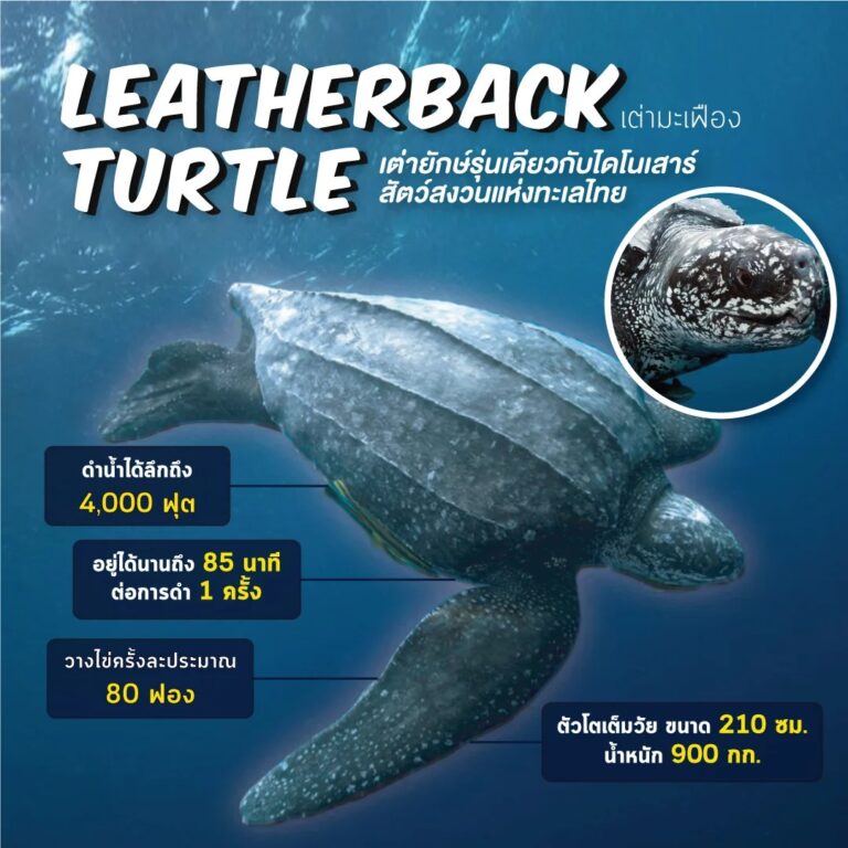 เต่ามะเฟือง (Leatherback Turtle) เต่ายักษ์รุ่นเดียวกับไดโนเสาร์ เต่ามะเฟืองเป็นเต่าทะเล มันคือเต่าที่มีขนาดใหญ่ที่สุดบนโลก ต้นตระกูลสืบย้อนไปได้มากกว่า 100 ล้านปี ซึ่งเป็นยุคเดียวกับไดโนเสาร์ แต่พวกมันเหลือน้อย