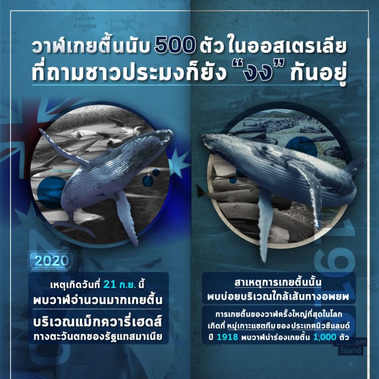 อึ้งยกหาด! พบวาฬเกยตื้นกว่า 500 ตัว มีรายงานพบฝูงวาฬนำร่องมาเกยตื้นที่บริเวณแม็กควารี่เฮดส์ทางตะวันตกของรัฐแทสมาเนียในประเทสออสเตรเลีย นับรวมแล้วมีจำนวนร่วม 500 ตัว