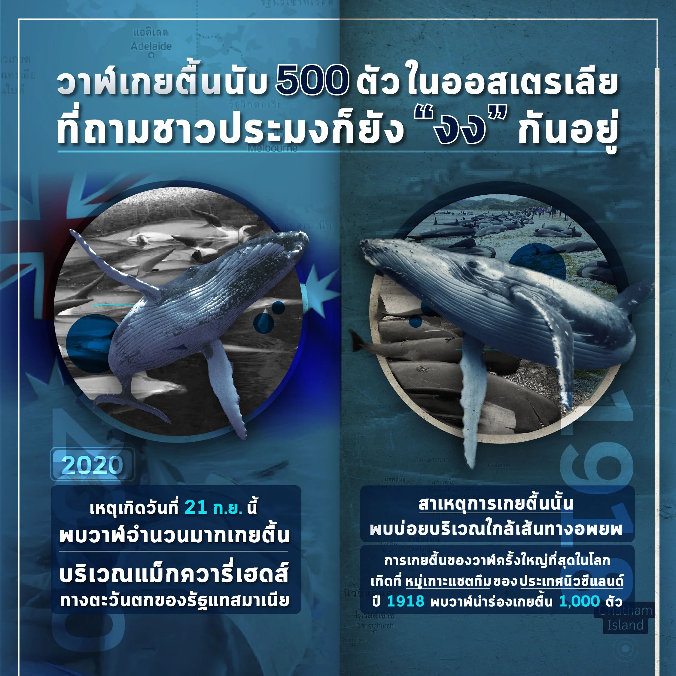 อึ้งยกหาด! พบวาฬเกยตื้นกว่า 500 ตัว มีรายงานพบฝูงวาฬนำร่องมาเกยตื้นที่บริเวณแม็กควารี่เฮดส์ทางตะวันตกของรัฐแทสมาเนียในประเทสออสเตรเลีย นับรวมแล้วมีจำนวนร่วม 500 ตัว